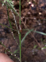 Oedancala meridionalis