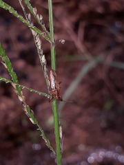 Oedancala meridionalis
