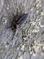 Bibio femoratus