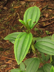 Andesanthus lepidotus