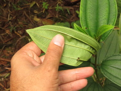 Andesanthus lepidotus