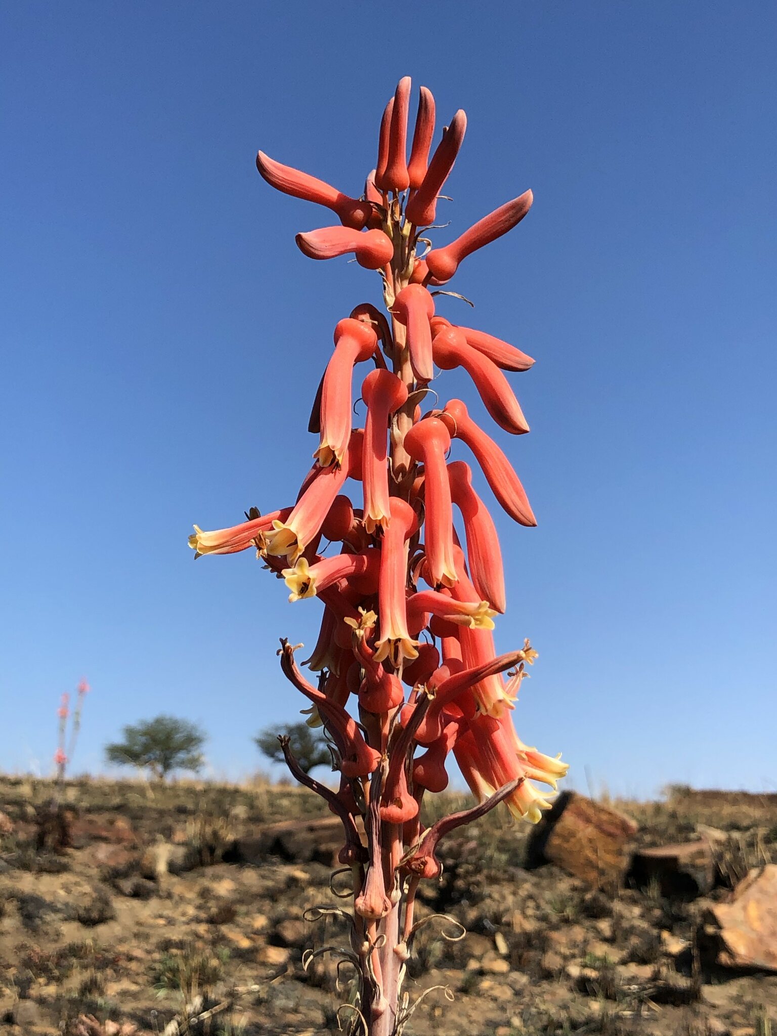 Aloe longibracteata