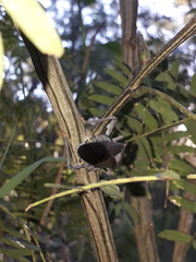 Pachylis argentinus