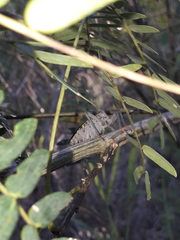 Pachylis argentinus