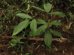 Nectandra lineata