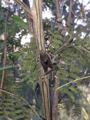 Pachylis argentinus