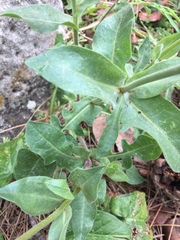 Urospermum dalechampii