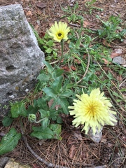 Urospermum dalechampii