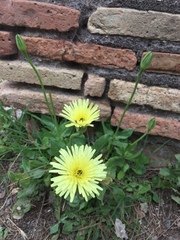 Urospermum dalechampii