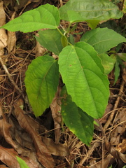 Alchornea