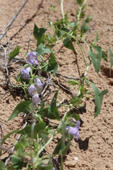 Epixiphium wislizeni