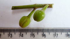 Pouteria grandiflora