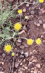 Hymenopappus filifolius