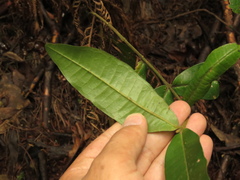 Myrcia subsessilis