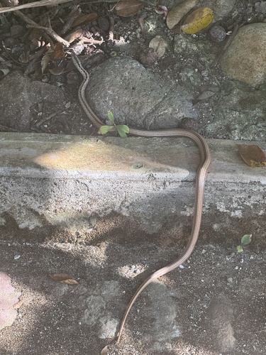 Ridgehead Snake