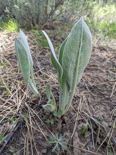 Woolly Mule's Ears's winter