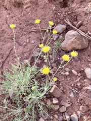 Hymenopappus filifolius