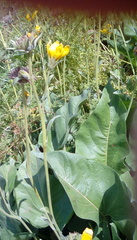 Balsamorhiza
