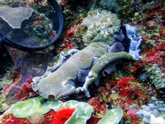 Hexabranchus sanguineus