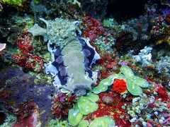 Hexabranchus sanguineus