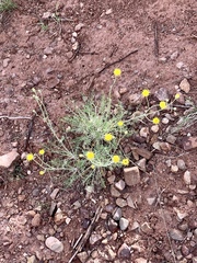 Hymenopappus filifolius