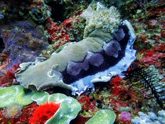 Hexabranchus sanguineus