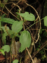 Passiflora cuspidifolia