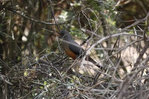 Turdus olivaceus