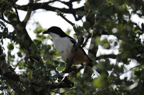 Laniarius ferrugineus