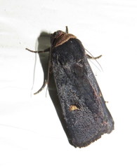 Proteuxoa cinereicollis