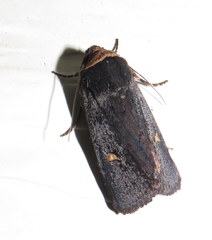 Proteuxoa cinereicollis