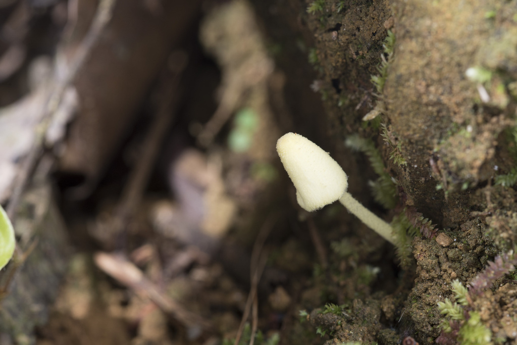 Leucocoprinus fragilissimus · May 2024 · photo: © papilioshih (iNaturalist, cc-by)