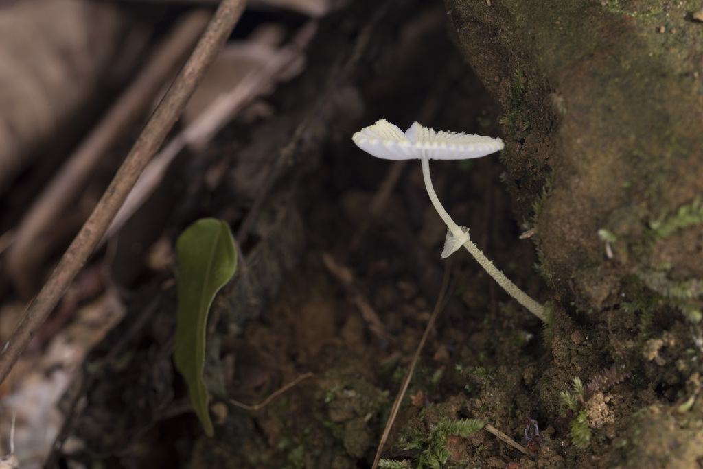 Leucocoprinus fragilissimus · May 2024 · photo: © papilioshih (iNaturalist, cc-by)