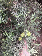 Cupressus sempervirens