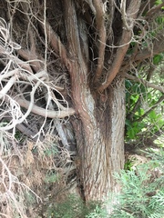 Cupressus sempervirens