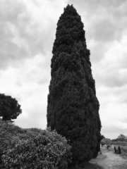 Cupressus sempervirens