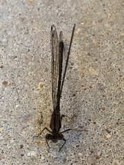 Argia tibialis