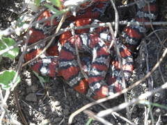 Lampropeltis mexicana