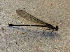 Argia tibialis