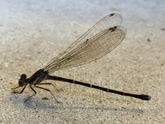 Argia tibialis