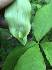 Arisaema triphyllum