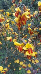 Cytisus scoparius andreanus