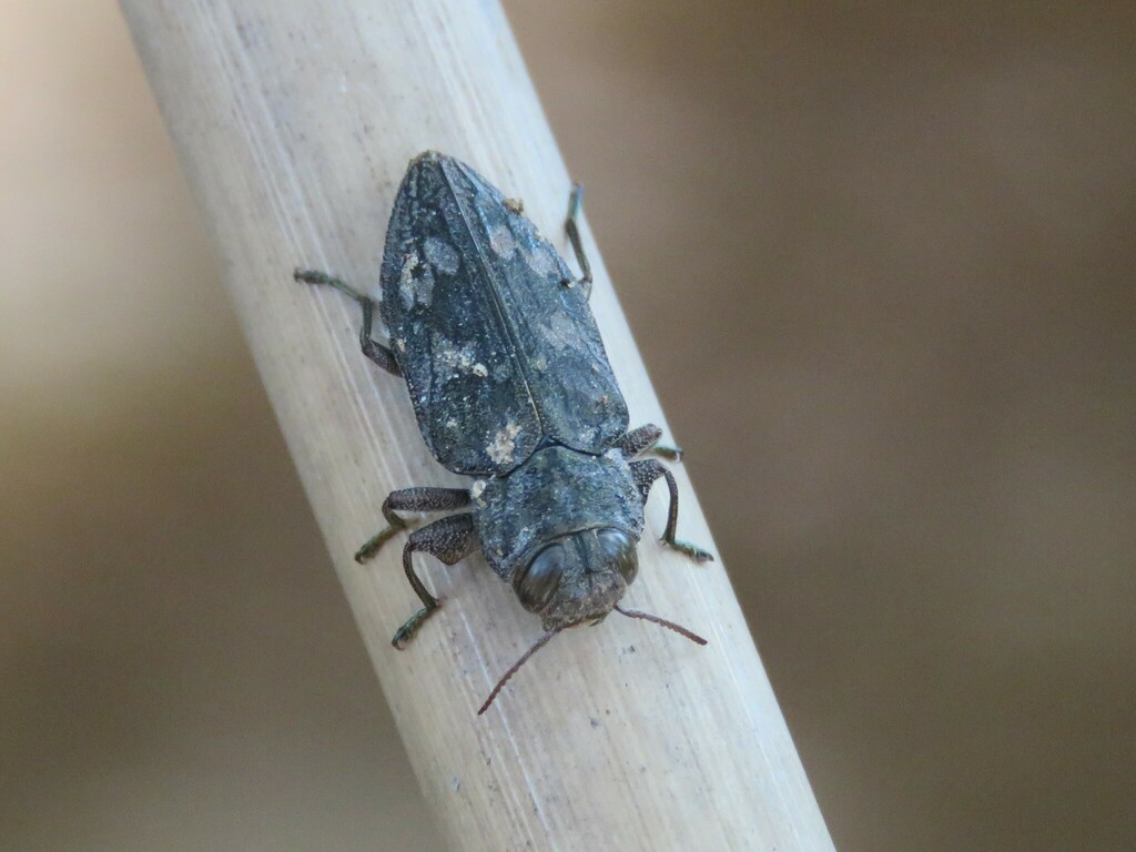 Chrysobothris femorata in May 2024 by Richard Barnes · iNaturalist