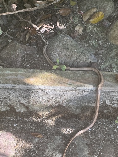 Ridgehead Snake