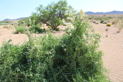 Epixiphium wislizeni