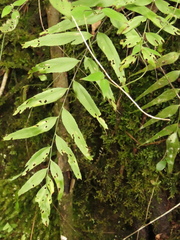 Asplenium serra