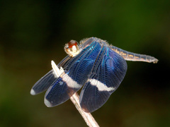 Zenithoptera fasciata