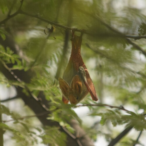 Yellow-winged Bat