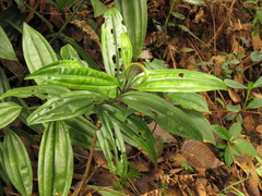 Meriania speciosa
