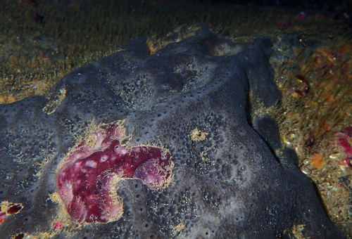black leather sponge, Girona, ES-CT, ES, photo 10 of 10